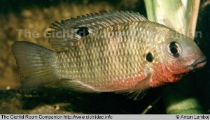 Tilapia dageti