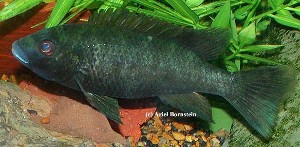 Tilapia deckerti - han