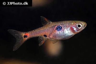 Boraras naevus