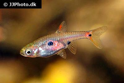Boraras naevus