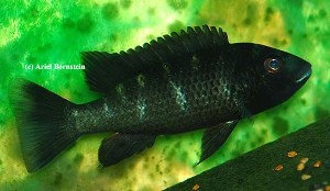 Tilapia deckerti - han