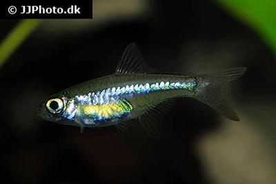 Microdevario kubotai