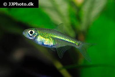 Microdevario kubotai