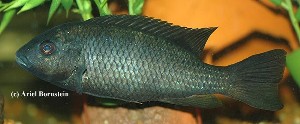 Tilapia deckerti - hun