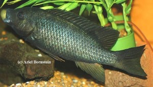 Tilapia deckerti - hun