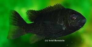 Tilapia deckerti - hun