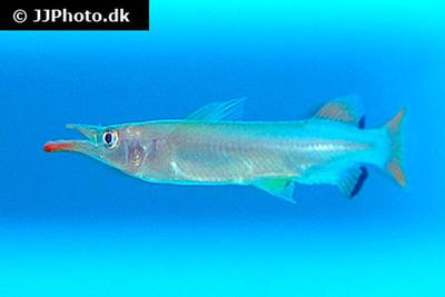 Nomorhamphus liemi