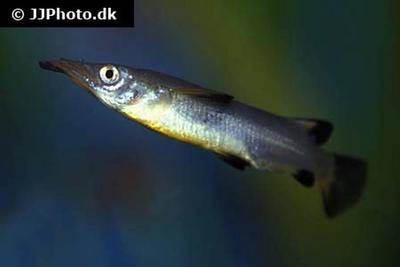 Nomorhamphus liemi