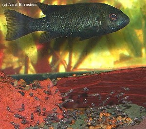 Tilapia deckerti - hun med unger