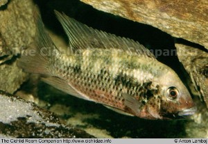 Tilapia discolor
