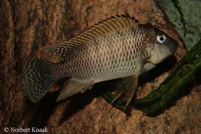 Petrochromis sp. "texas gold"