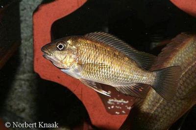 Petrochromis sp. "texas kipili"