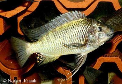 Petrochromis sp. "texas kipili"