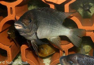 Petrochromis sp. "texas kipili"