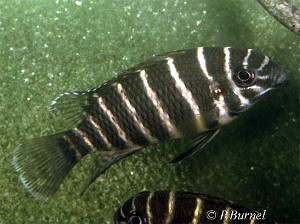 Tilapia joka