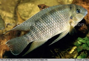 Tilapia joka
