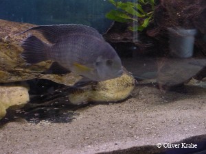 Tilapia joka med unger