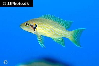 Neolamprologus helianthus