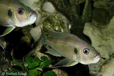 Greenwoodochromis bellcrossi