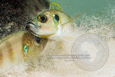 Greenwoodochromis bellcrossi