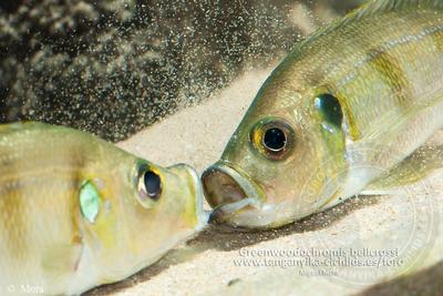 Greenwoodochromis bellcrossi