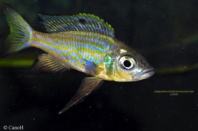 Aulonocranus dewindti