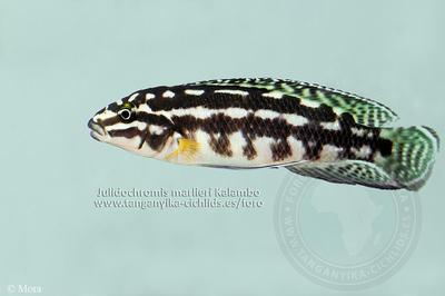 Kalambo