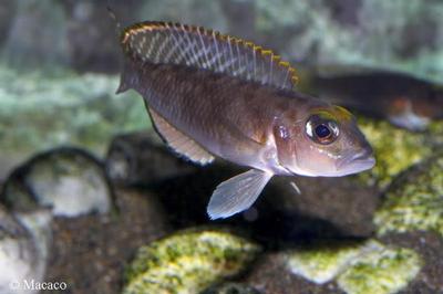 Lamprologus ornatipinnis