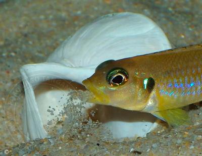 Lamprologus ocellatus