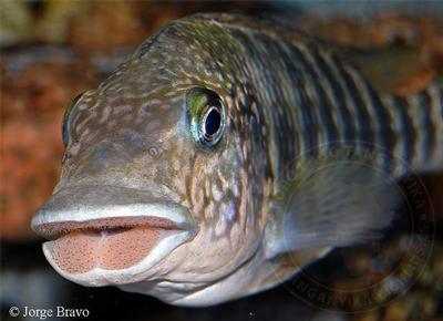 Petrochromis sp. "texas blue"