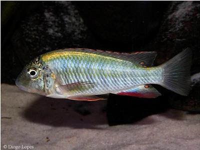Isanga