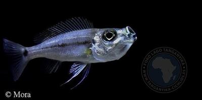 Haplotaxodon trifasciatus
