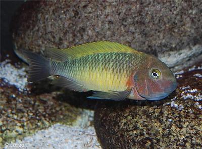 Nkondwe bright yellow hun med unger i munden