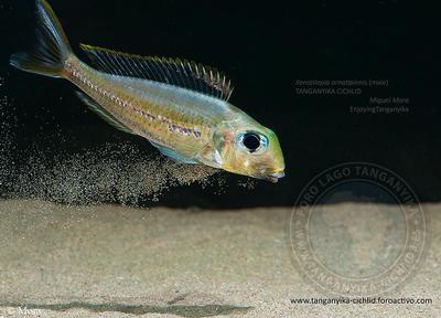 Xenotilapia ornatipinnis