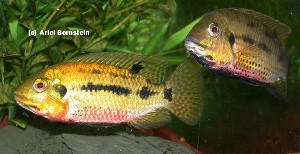 Tilapia margaritacea