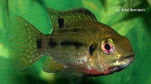 Tilapia margaritacea