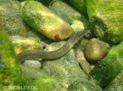 Mastacembelus tanganicae
