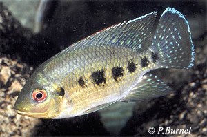 Tilapia mariae