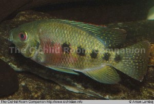 Tilapia mariae