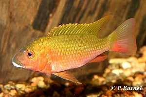 Tilapia snyderae