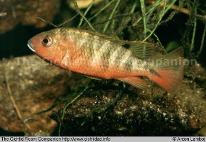 Tilapia snyderae hun med unger