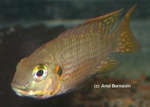 Tilapia tholloni