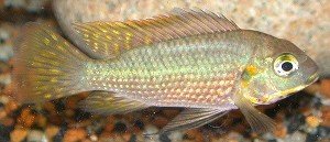 Tilapia tholloni