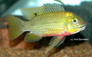 Tilapia tholloni