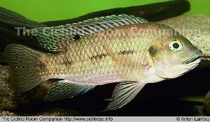 Tilapia tholloni