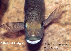Tilapia zillii