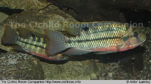 Tilapia zillii par
