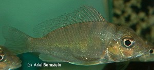 Tylochromis lateralis