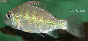 Tylochromis lateralis