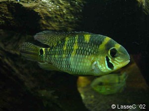 Aequidens metae